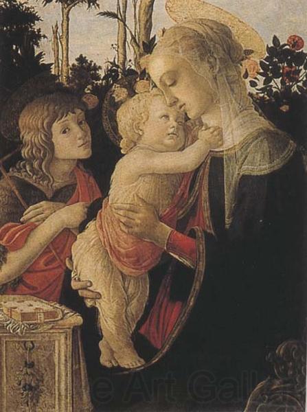 Sandro Botticelli Madonna of the Rose Garden or Madonna and Child with St John the Baptist Spain oil painting art